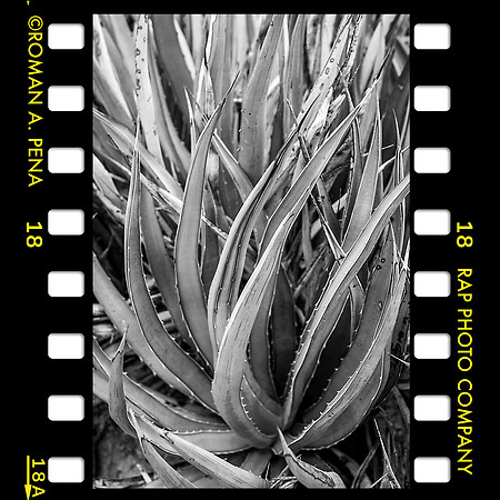 aloe in BigBen