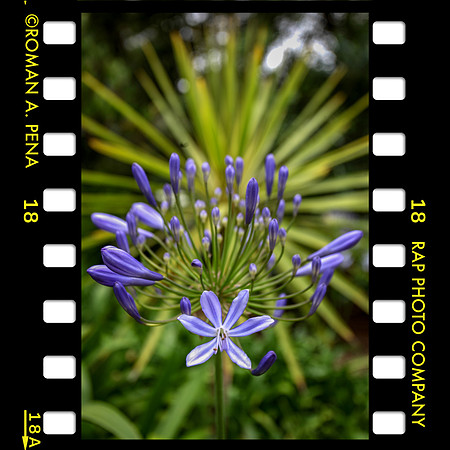 flowerSB