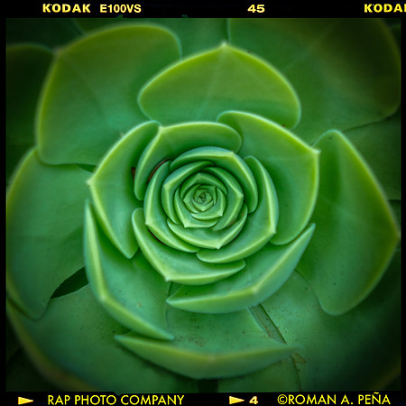 succulentSB